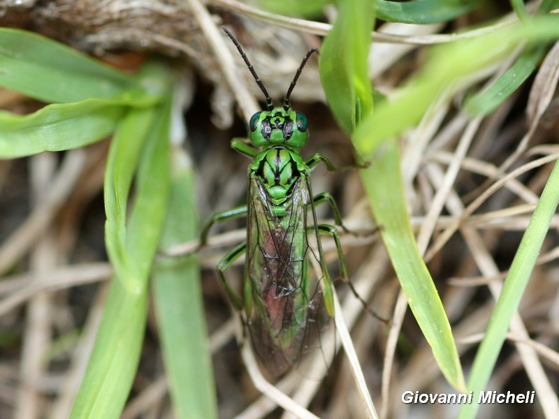 Chi  ?    Tenthredinidae: Rhogogaster sp.